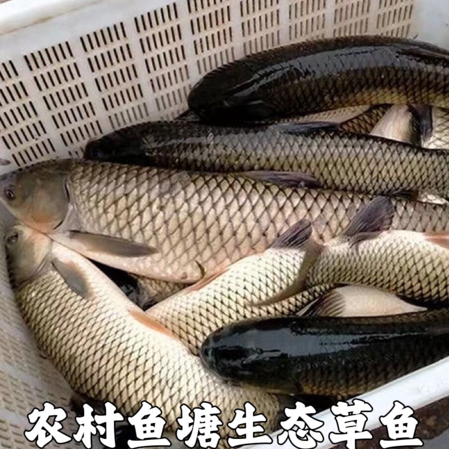 湖北宜昌新鲜草鱼鲜活水产食用淡水草鱼皖鱼农家鱼塘大草鱼鱼包邮