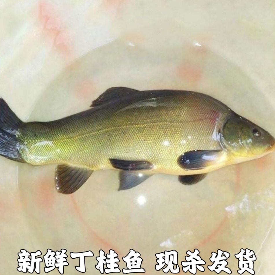 丁桂鱼新鲜丁鱥丁贵鱼丁岁鱼须桂鱼丁穗鱼金鲑鱼丁鲑鱼丁鱼岁现杀