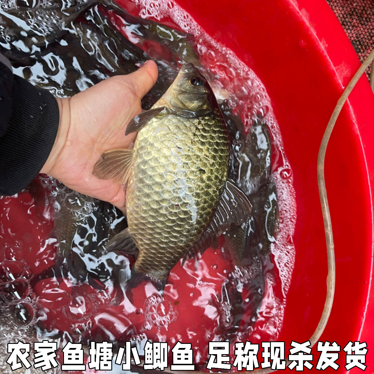 湖北宜昌农村鱼塘小鲫鱼新鲜活的现杀淡水鲫鱼现杀现发包邮