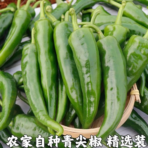 新鲜辣妹子辣椒新鲜香辣绿辣椒青辣椒新鲜农家自种蔬菜辣椒包邮