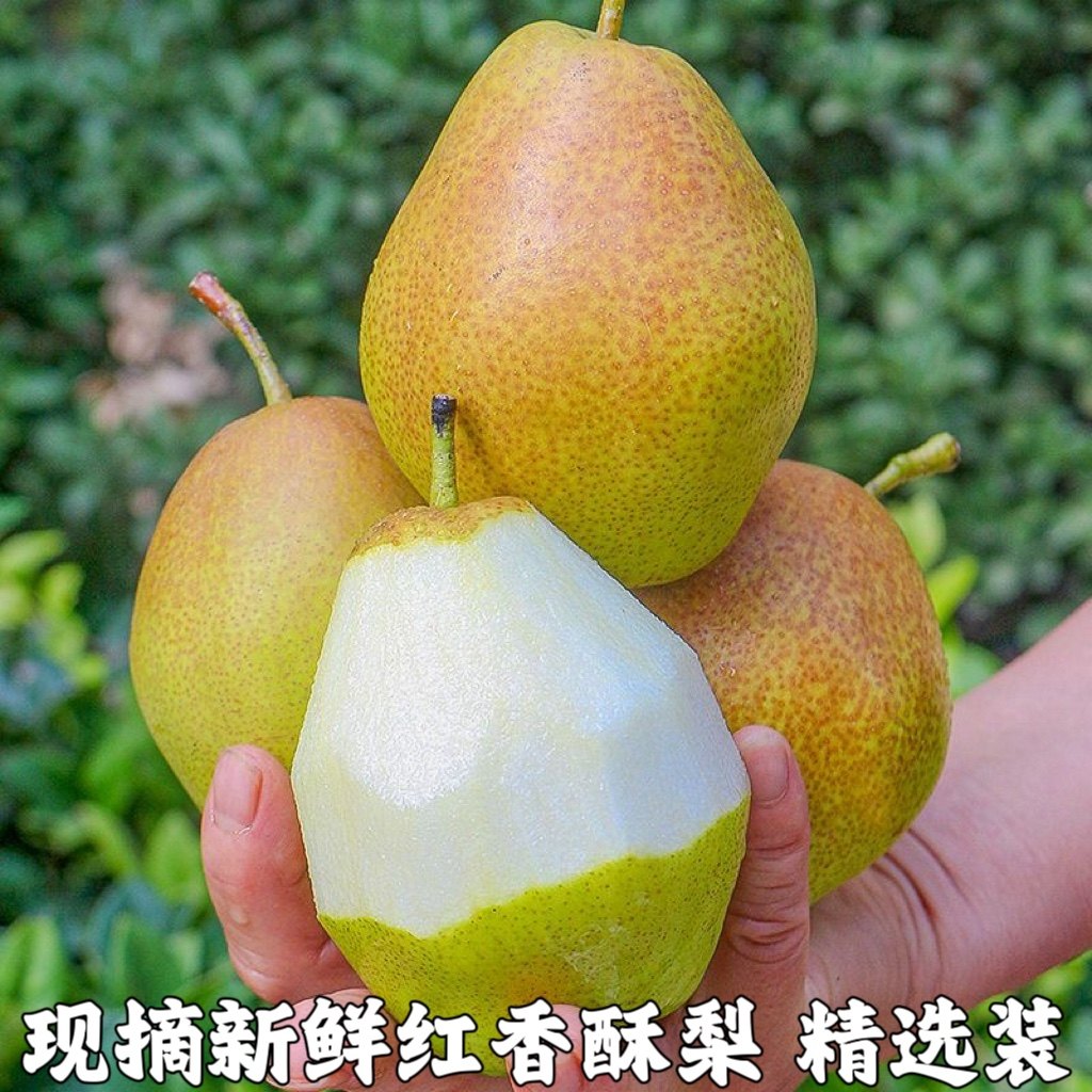 香梨梨子新鲜水果红香酥梨新脆梨七号当季整箱青雪酥梨包邮