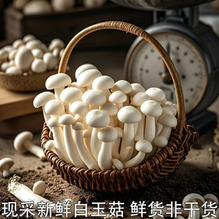 新鲜白玉菇鲜嫩菌菇火锅烧烤炒菜新鲜食用菌菇鲜货食用蘑菇非干货