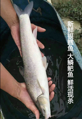 大银雪鱼银鳕鱼食用鱼大鳞鲃鱼