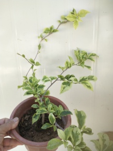 原生暗斑丽娜三角梅