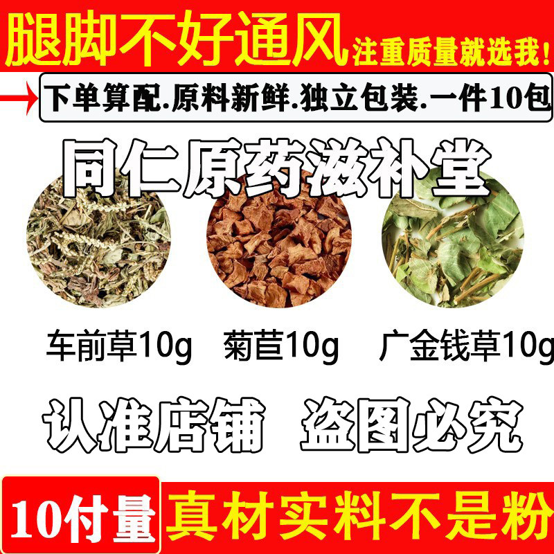 车前草菊苣广金钱草代茶