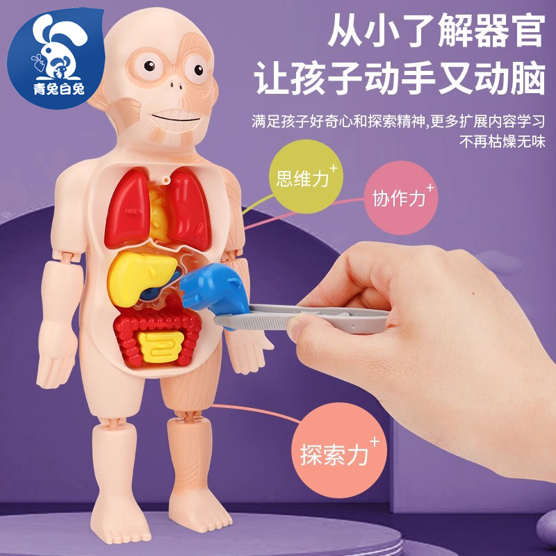 青兔白兔幼龄版人体模型玩具
