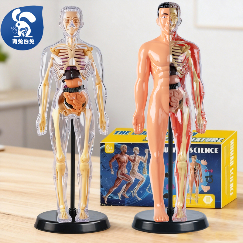 人体结构模型可拆卸骨骼拼装