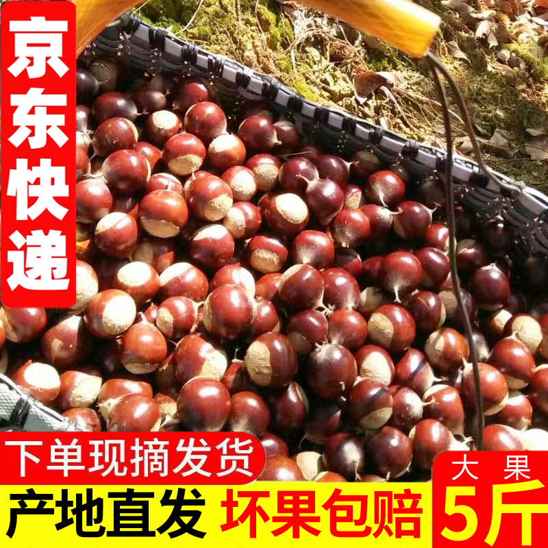 建瓯圆板栗现摘现发2025年新货
