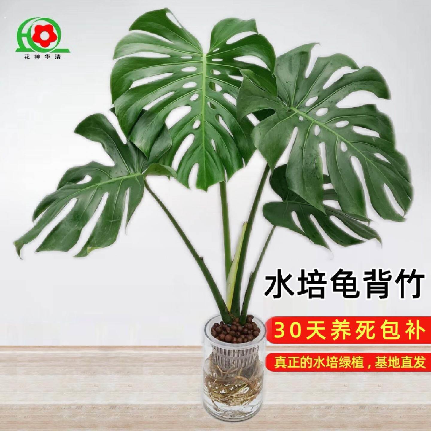 水培老桩龟背竹室内水培植物水培绿植好养办公室图片