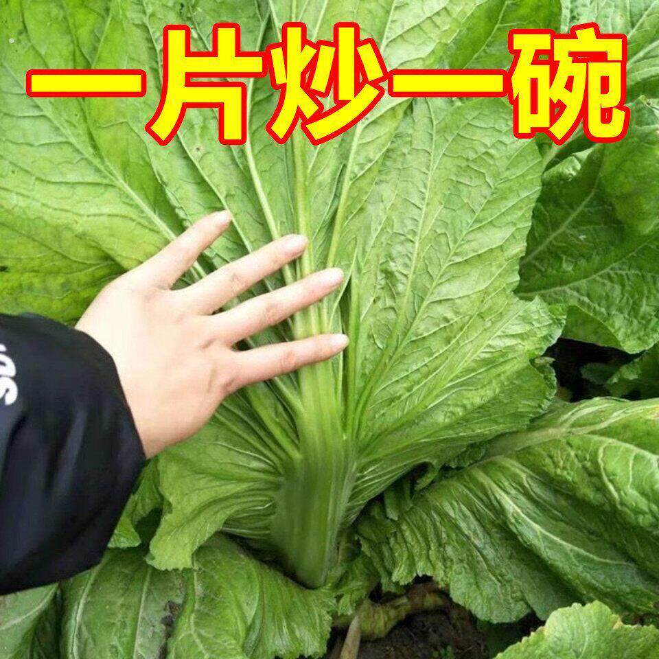 老坛酸菜就是它腌制的!产量高!口感鲜嫩脆爽!炒着吃家里都爱吃
