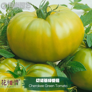 切诺基绿番茄种子进口大西红柿四季播种盆栽蔬菜种籽瓜果番茄苗