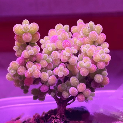 糖球枝干番杏种子圆球多彩果冻色萌物亮晶晶多肉种子可成小树桩型