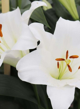 进口LO铁炮百合种球百合花球种子耐热易养易复花繁殖观花植物花卉