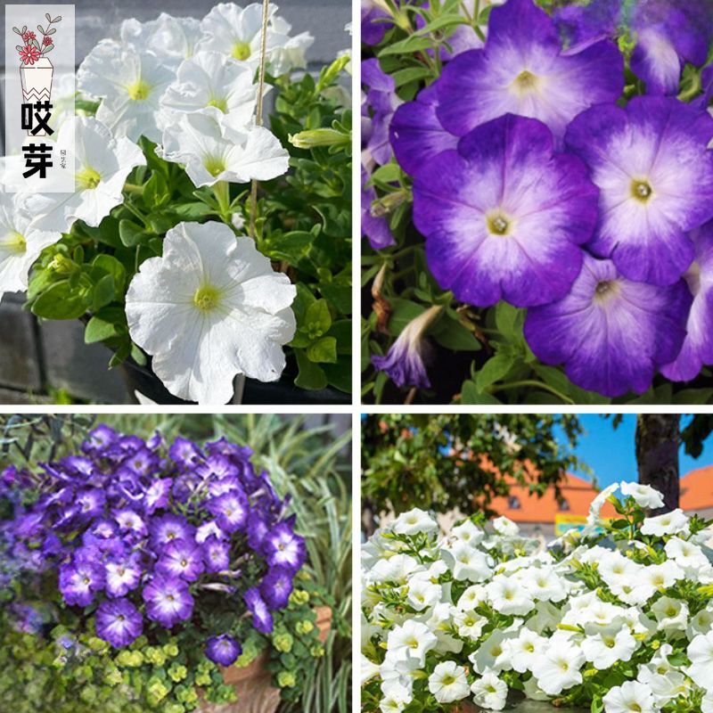 进口丰花矮牵牛种子 梅林系列Merlin  多色可选阳台花园盆栽花卉