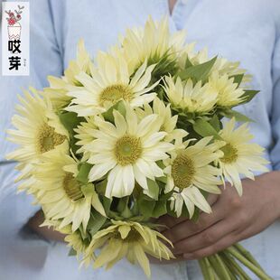 进口切花分枝型向日葵合集二 古老的杰德红葡萄酒阳光金樱桃玫瑰