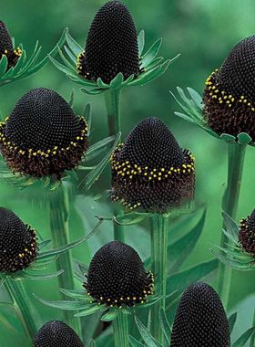 进口切花金光菊种子 绿色巫师 耐热庭院阳台盆栽鲜切植物花卉种籽