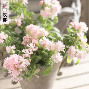 进口蝇子草重瓣大蔓樱草种子 粉桃 花色渐变四季阳台庭院盆栽花园