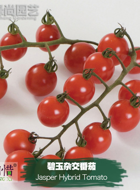 碧玉杂交番茄种子进口西红柿四季阳台盆栽蔬菜种籽瓜果樱桃番茄苗