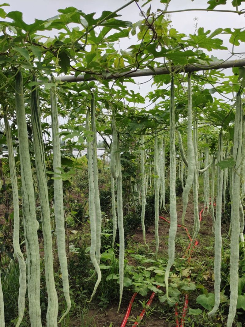 蛇豆种子苗蛇形长豆角口感好四季播种盆栽豆角瓜果农家蔬菜种苗