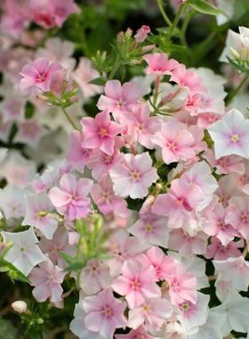 进口福禄考种子 脸红新娘 Blushing Bride四季阳台花园盆栽鲜花