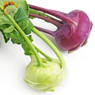 球茎甘蓝种子 苤兰苤蓝种籽 四季庭院阳台播种盆栽根茎蔬菜种子