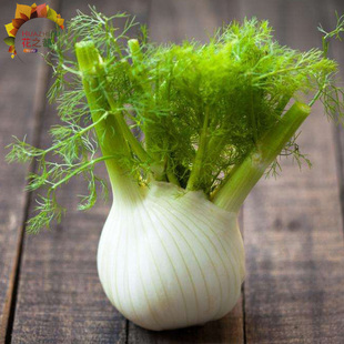 球茎茴香种子 根茎茴香鲜嫩脆 四季播种庭院阳台盆栽农家蔬菜种子