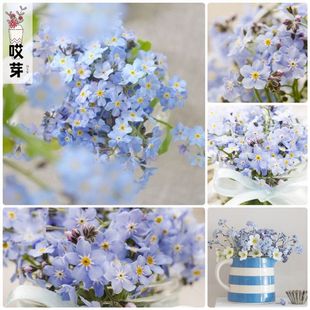 进口矮生勿忘我种子 神秘森林系列 Sylva 勿忘草四季阳台盆栽花卉