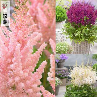 德国进口落新妇种子 繁星Showstar耐寒四季庭院盆栽球根花卉种子