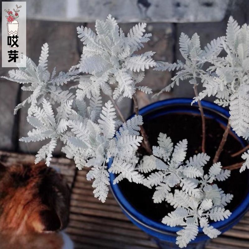 进口银叶菊种子赛车手银色蕾丝芙蓉菊锦杉菊盆栽阳台切花植物花卉