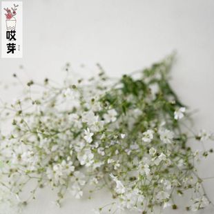单瓣丝石竹多年生庭院盆栽花卉 Breath 进口切花满天星种子 Baby