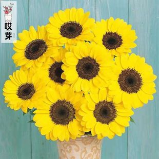 日本进口切花向日葵种子文森特系列合集精选橘子色清新柚子色耐热