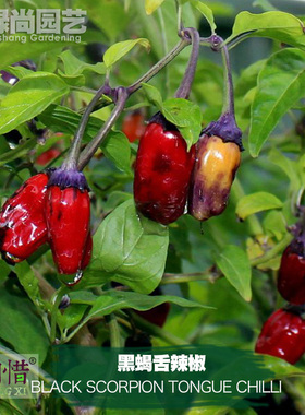 黑蝎舌辣椒种子进口中辣脆甜四季播种阳台盆栽蔬菜种籽瓜果辣椒苗