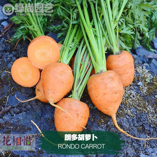 朗多胡萝卜种子进口四季播种地栽盆栽蔬菜种籽瓜果圆红水果胡萝卜