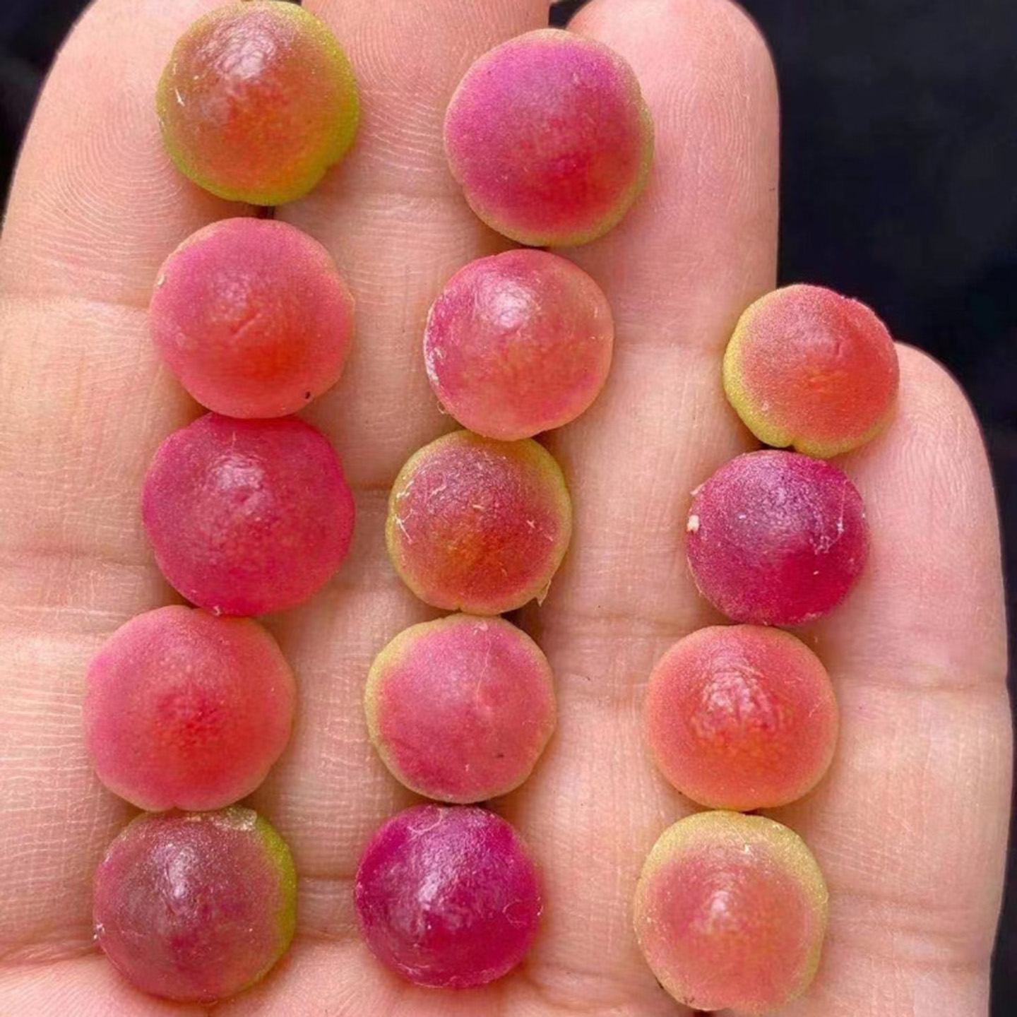 肉锥花属灯泡多肉种子Conophytum burgeri晶莹圆润小草莓盆栽植物