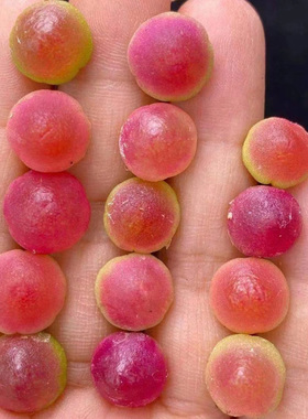 肉锥花属灯泡多肉种子Conophytum burgeri晶莹圆润小草莓盆栽植物