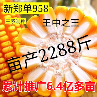 郑单958国审高产玉米种子郑单958玉米种子大全矮杆抗南北方玉米种