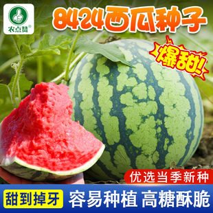 西瓜种子大全8424麒麟西瓜籽种美都懒汉2K无籽瓜薄皮盆栽四季 西瓜