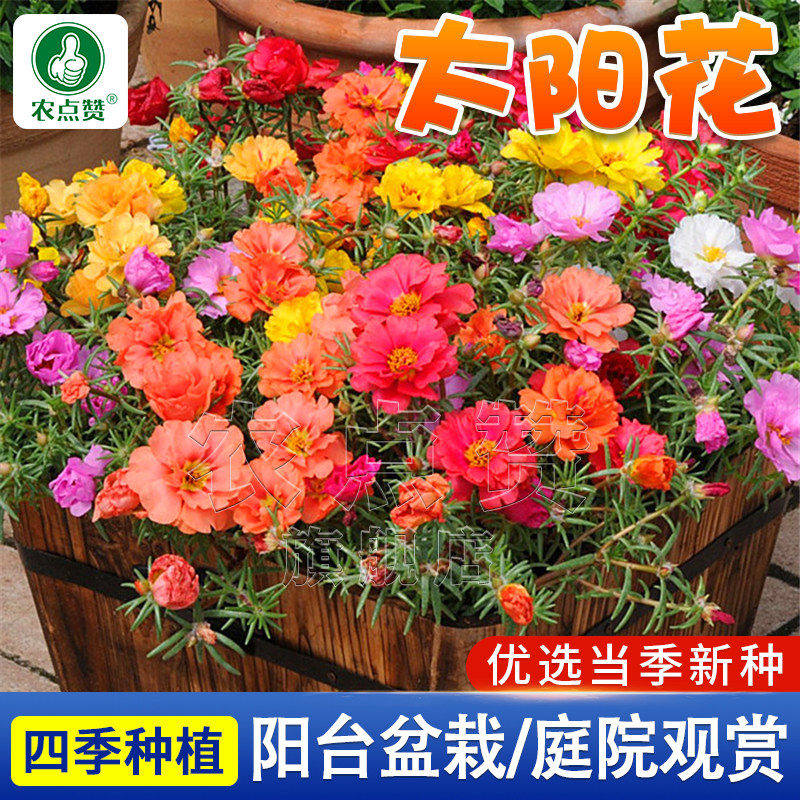重瓣太阳花种子四季可种易活阳台室内花卉种庭院花园花种孑花种籽