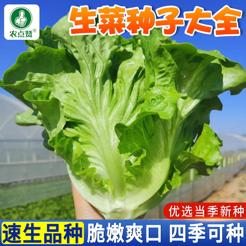 [四季可种]生菜种子大全