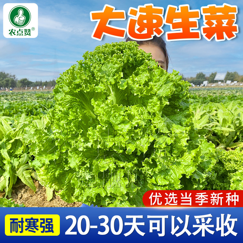 美国大速生菜种子四季耐热耐寒大叶生菜种籽生菜籽阳台盆栽菜种孑,鲜花速递/花卉仿真/绿植园艺,家庭园艺种子,淘宝优惠券,粉丝福利购,淘宝优惠卷