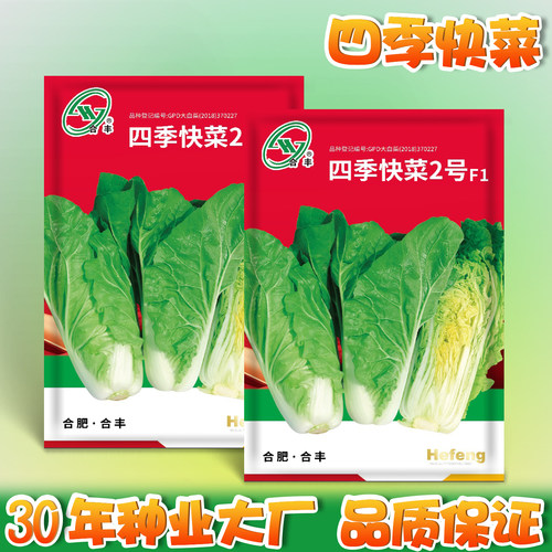 [25天采收]四季快菜种子