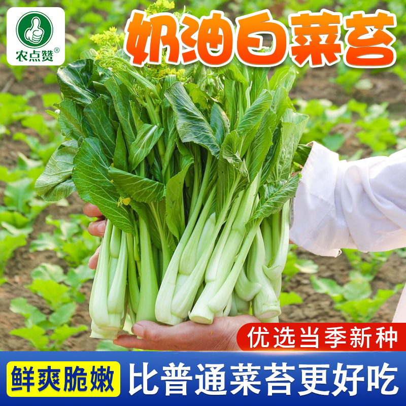 四季奶油白菜苔种子青菜籽