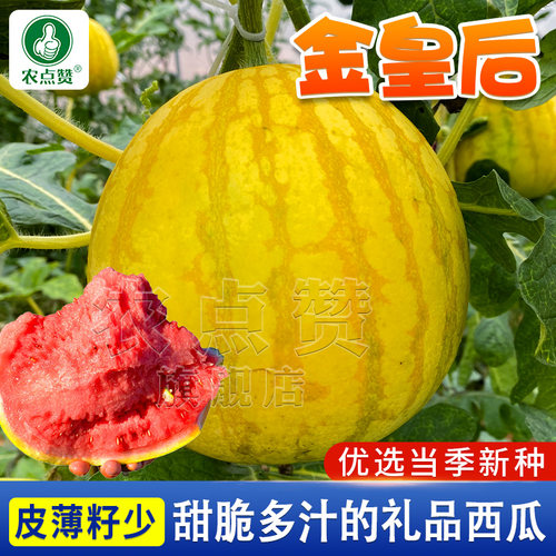 [金皮红肉]金皇后西瓜种子