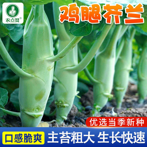 [耐热耐寒]四季种植鸡腿芥兰种子