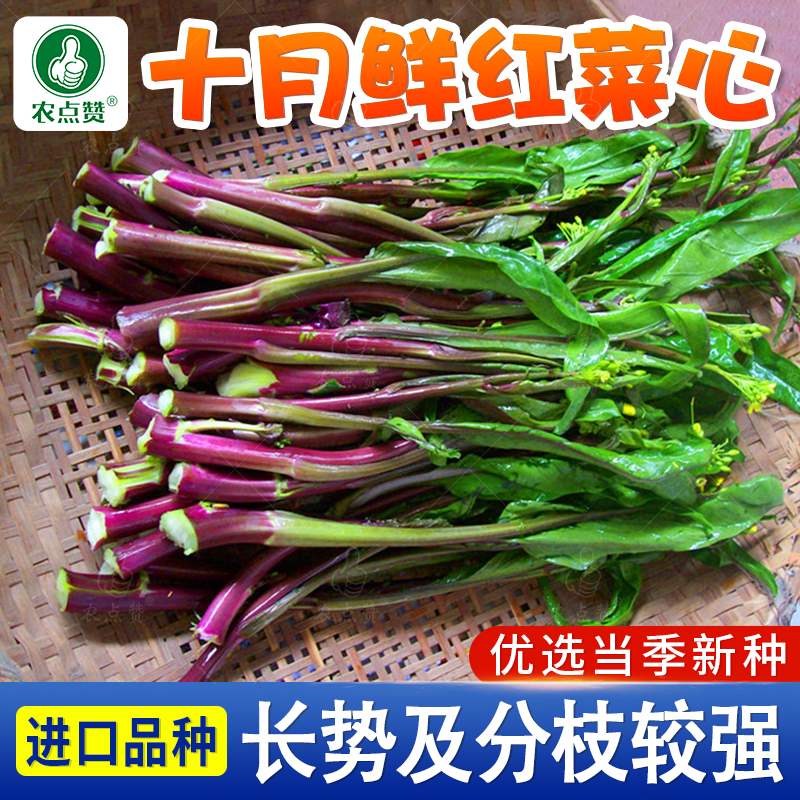 四季十月红菜苔种籽早熟农家