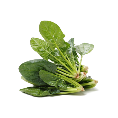 [秋冬可种]耐寒大叶菠菜种子