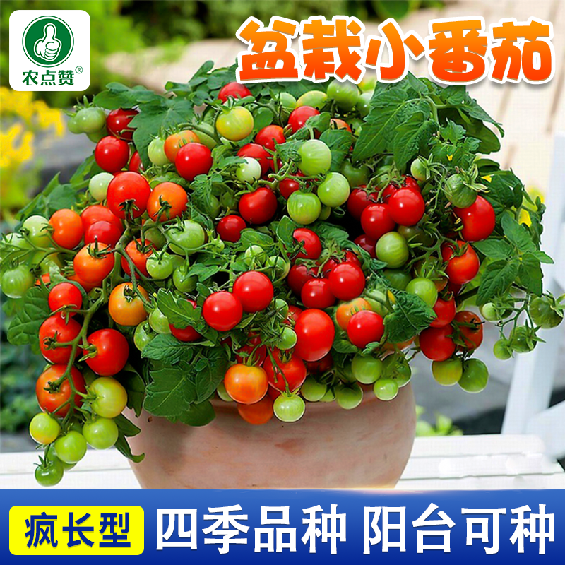 [30年种业大厂]矮生盆栽番茄种子