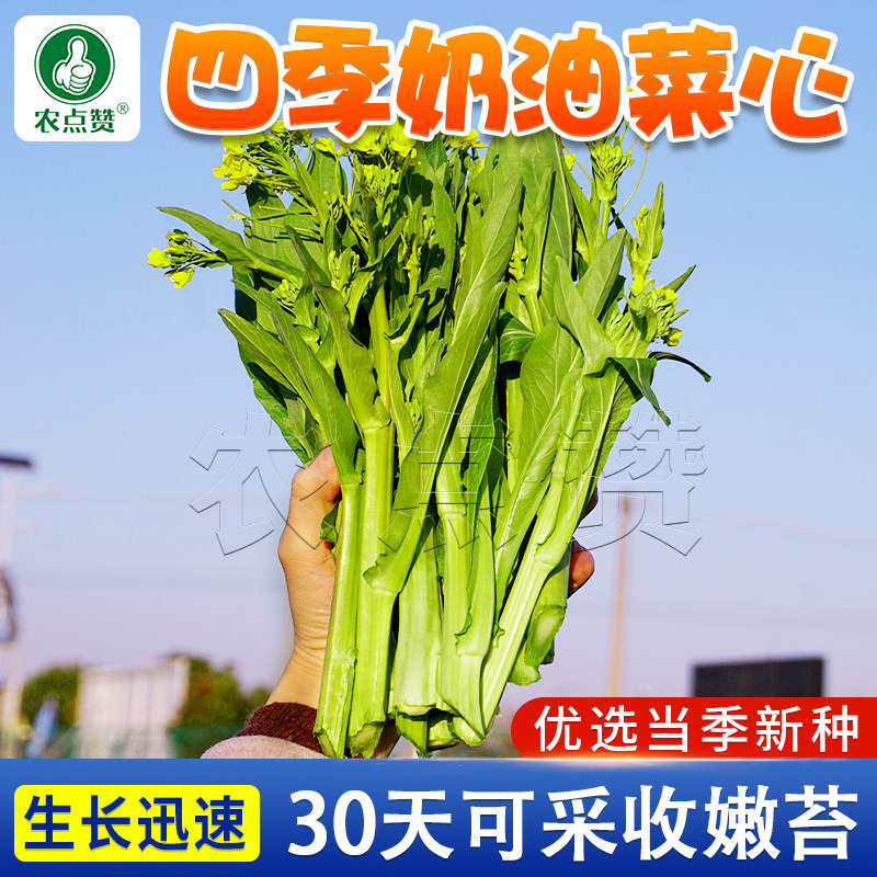四季奶油迟菜心菜种籽菜苔本地四九菜心脆口菜心种孑小油菜菜心籽