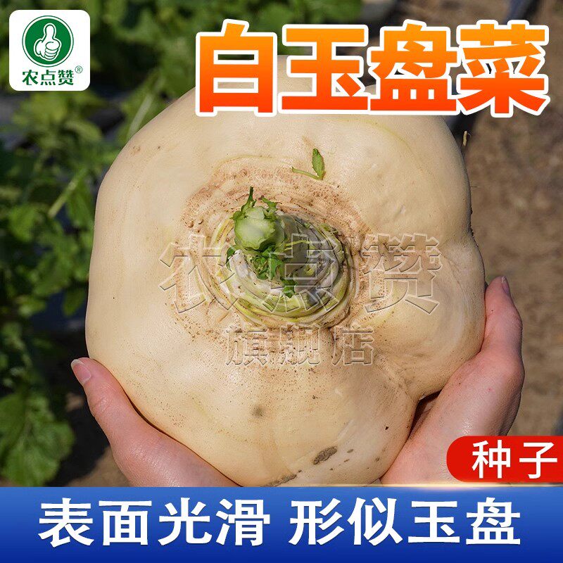 白玉盘菜种子简单好种蔓菁芜菁种籽圆根香大头菜秋冬庭院蔬菜种孑