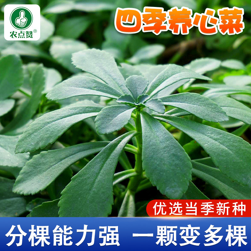 高钙养心菜种子救心菜种籽野菜费菜种孑泡茶高钙菜种子四季蔬菜籽